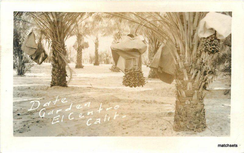 1953 Imperial County Date Garden El Centro California RPPC real photo 7338