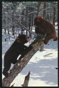 Black Bear Cubs frolic on a Forest snag - Published in Montana - pm 1999