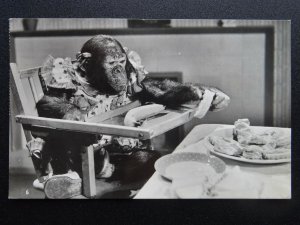 Chimpanzee BROOKES BOND PG TIPS CHIMPS TEA PARTY No.6 c1950's RP Postcard