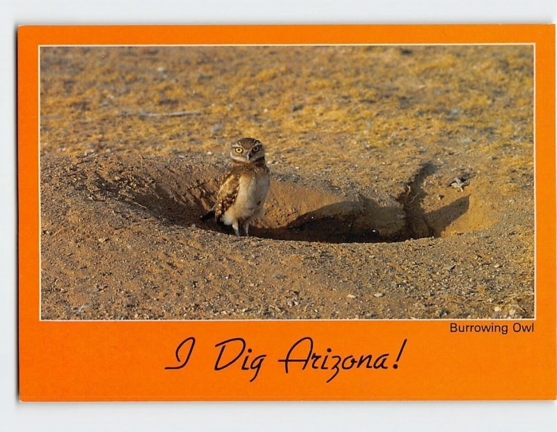 Postcard Burrowing Owl, I Dig Arizona!, Arizona