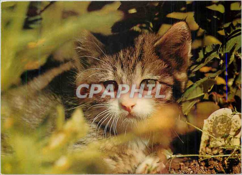 Postcard Modern Cat