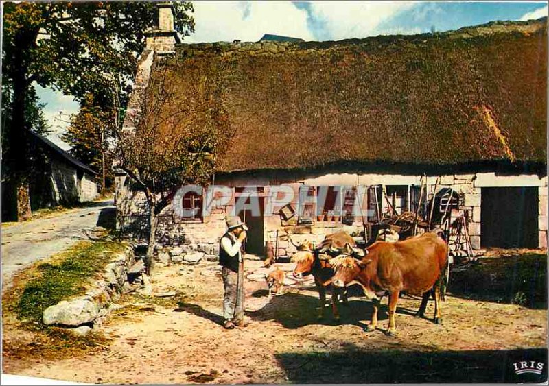Postcard Modern Limousin Farm thatched Cows hitch Folklore