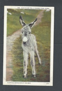 Post Card Animals Baby Burro