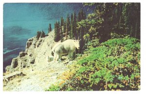 Rocky Mountain Goat, Summit, Kootenay River, British Columbia