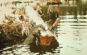 Vintage Postcard Otter Living in Concealed Holes Along River Bank Lakes Streams