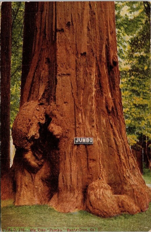 Big Tree Jumbo Santa Cruz CA California VTG Postcard UNP Unused Pacific Novelty 