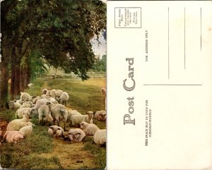 Sheep(12701