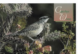 US Arizona Cactus Wren - unused - nice.