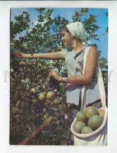 470873 Cuba agricultural work school in the field Old postcard