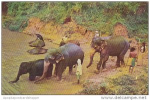 Elephants Bathing Near Kandy Ceylon