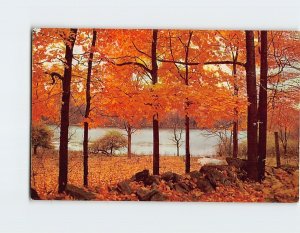 Postcard Woodland Serenity, Greetings from Seiling, Oklahoma