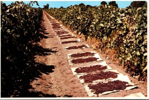 California San Joaquin Valley Raisins Drying In The Sun