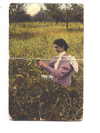 Woman in Field, The First of Season Warwick 4324