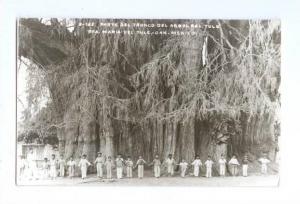 LP58  Mexico, vintage postcard,  Parte Del Tronco Del Arbol 