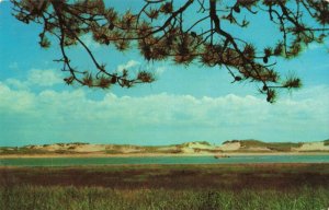 Postcard Pines Sand Dunes Ogunquit Maine