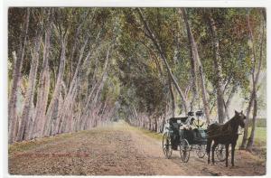 Lovers Lane Horse & Buggy Roswell New Mexico 1910 postcard