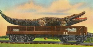 Postcard Comical, Florida Everglades Alligator in Transport.           Q7