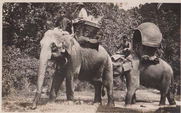 Singapore Elephant Elephants Working Mounted Stunning Animal RPC Photo Postcard