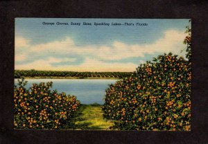 FL Vast Orange Grove Trees in Florida Postcard US PC