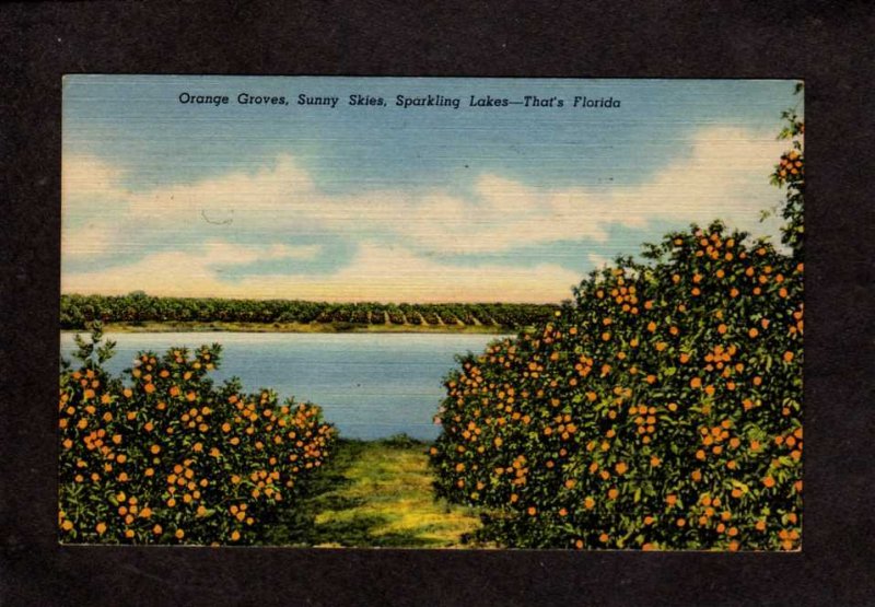 FL Vast Orange Grove Trees in Florida Postcard US PC