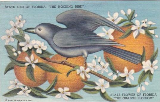 Mocking Bird State Bird and Orange Blossom State Flower Of Florida Curteich