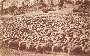 Sheep Flock 4000 Head Farming Ranching Montana 1909 postcard