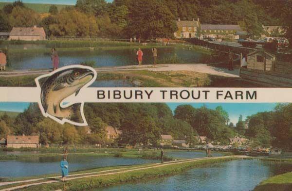 Bibury Trout Fish Farm Gloucester Postcard