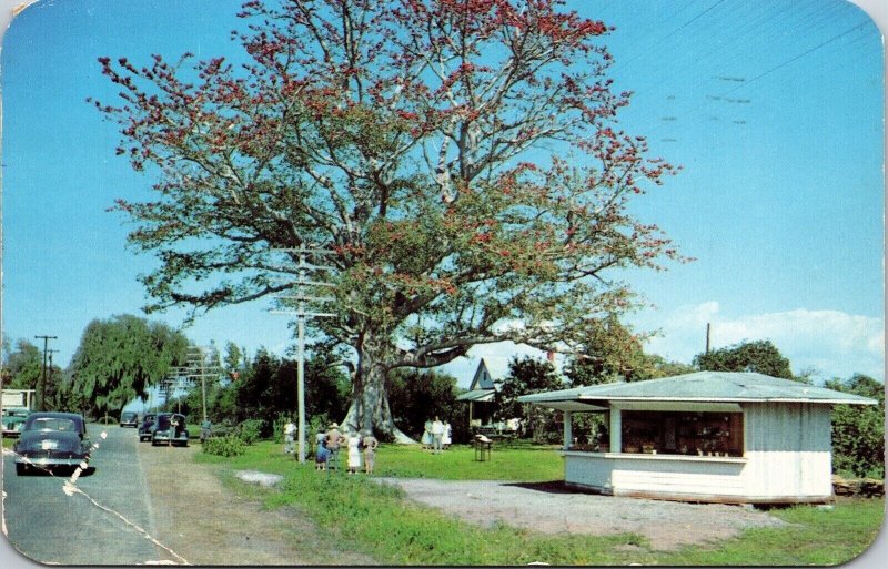 Famous Kapok Tree Citrus Grove Clearwater Florida Chrome Cancel WOB Postcard