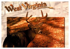 Postcard WV West Virginia Buck Deer