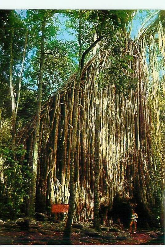 Postcard Atherton Tableland North Qld Curtain Fig Tree Yungaburra Austr  # 3419A