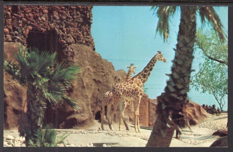 Reticulated Giraffe,Gladys Porter Zoo,Brownville,TX