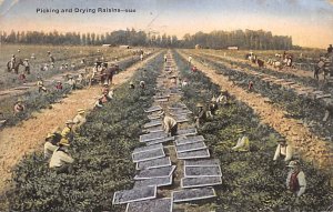 Picking and Drying Raisins California, USA Fruit Assorted 1923 