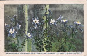 US    PC1373  COLUMBINE FLOWER, COLORADO