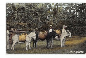 Jamaica Postcard 1911 Going to the Ground Donkey with Baskets