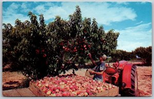 Vtg Weatherford Texas TX Peaches Harvest Time Parker County 1960s View Postcard