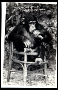 1940s Chimpanzee at Monkey Jungle Key West Highway Miami FL RPPC Postcard