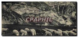 Old Postcard Sheep