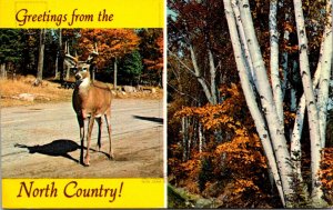 Greetings From The North Country