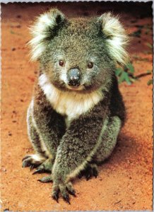 postcard - The Australian Koala