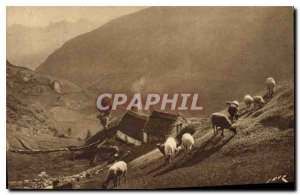 Old Postcard Gavarnie H D Grazing in the Mountain Sheep Shepherd