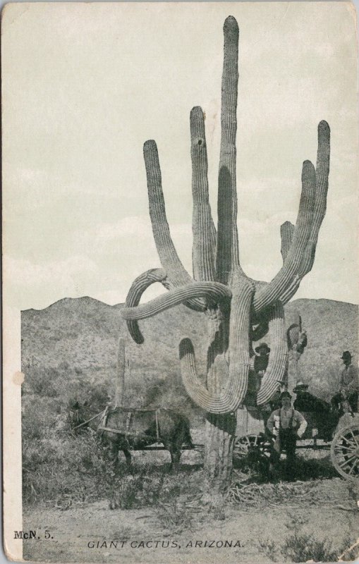 Giant Cactus Arizona AZ Sahuaro Horse Wagon McNeil Co Postcard H55 *as is