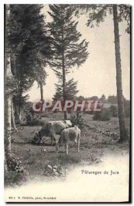 Old Postcard Grazing Cows Jura