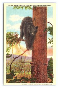 A Black Bear In Tree Yellowstone National Park Wyoming Postcard