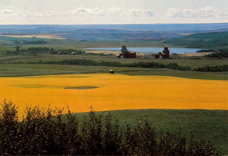 Canada - Saskatchewan. Prongua, A Prairie Scene