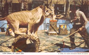 Lion Show St Louis Zoo Lions unused 