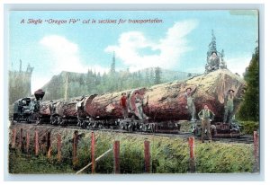 c1910's Single Oregon Fir Cut In Sections For Transportation Unposted Postcard