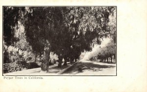 Vintage Postcard 1900's Pepper Tress in CA California Pub. J.T. Sheward