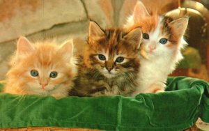 Vintage Postcard Meow! Three Little Kittens Photograph Rudy's Enterprises