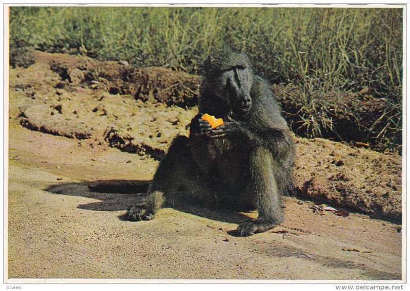 SOUTH AFRICA, 1950-1970's; Baboon At The Roadside, Time For A Snack