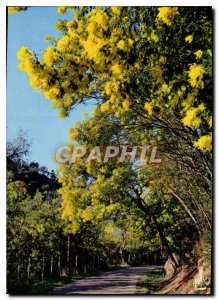 Modern Postcard The French Riviera Promenade sous les Mimosas